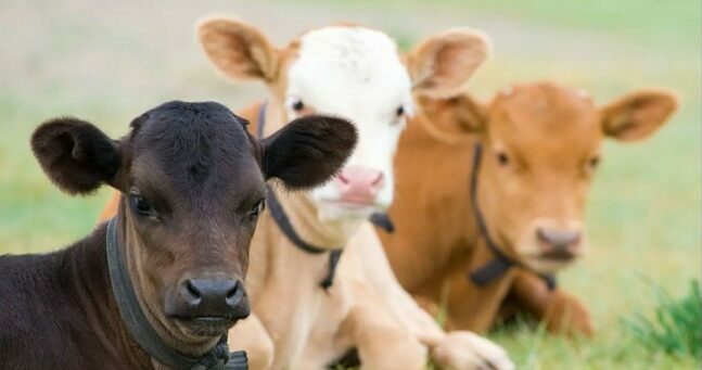 Cows at a fair