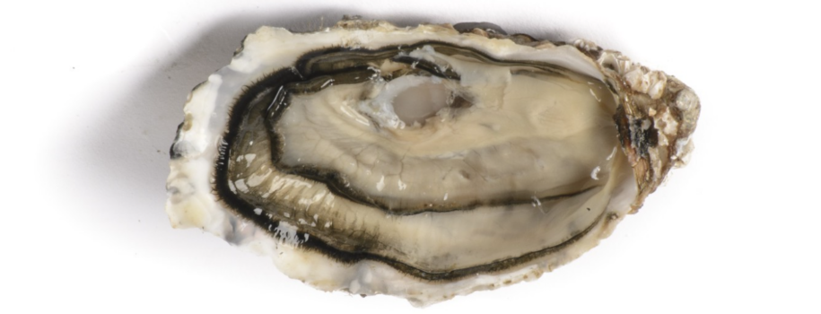 Saint-Vaast oysters are probably the most famous Cotentin oysters