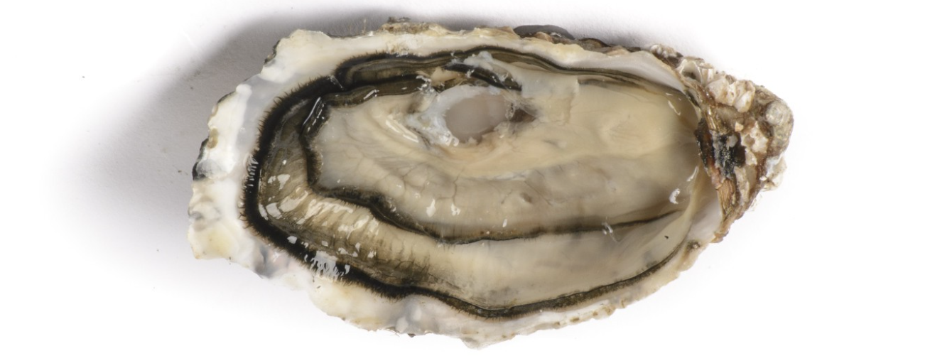 Saint-Vaast oysters are probably the most famous Cotentin oysters