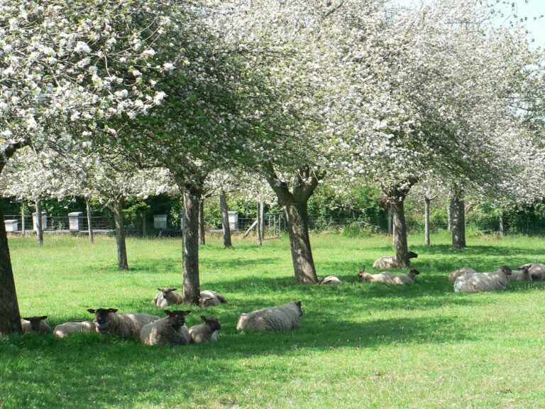 Newtonian sheeps under apple trees
